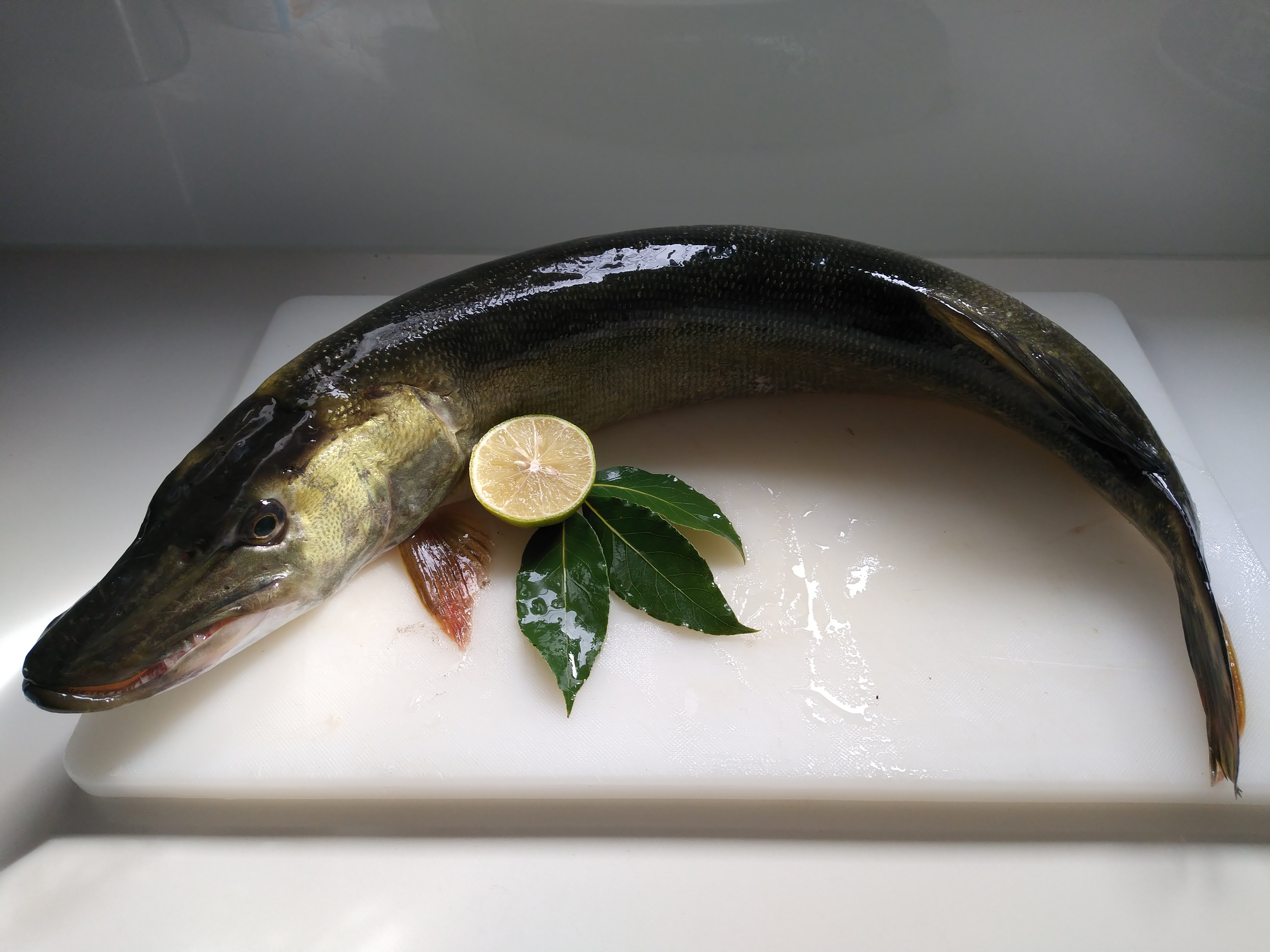 Fisch